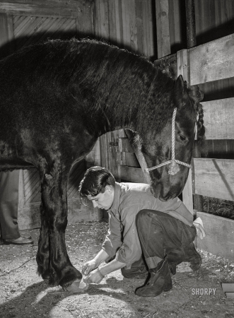 Photo showing: Missed a Spot -- -- February 1943. Farm short course at the University of Wisconsin.
Jack McGraw polishing hooves of the horse he is entering in livestock show.